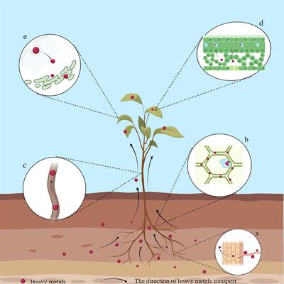 Research progress of the detection and analysis methods of heavy metals in plants